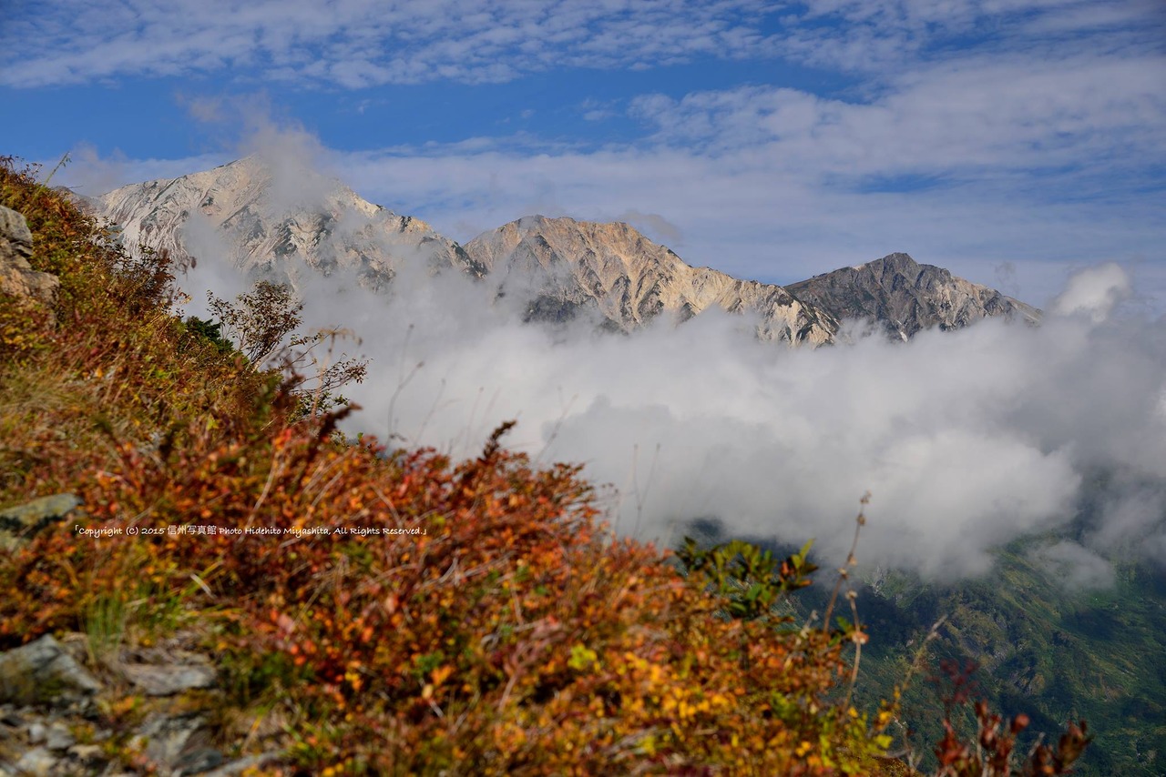 草紅葉と白馬三山