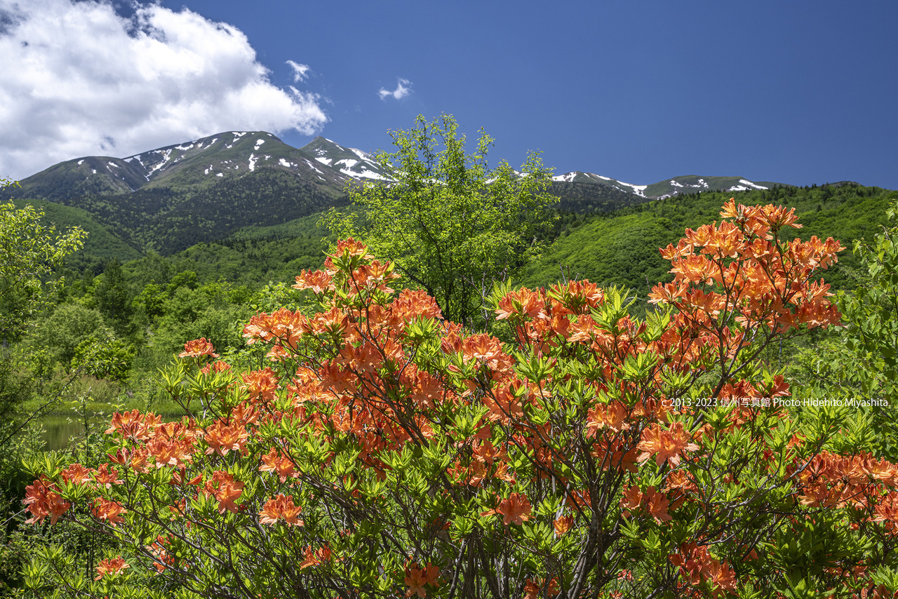 20230617-DSC_4018 のコピー