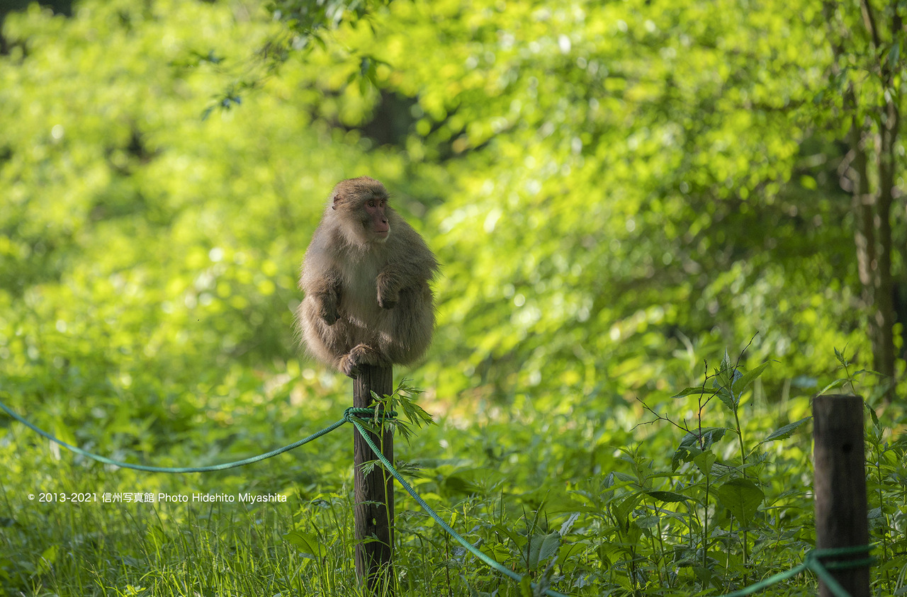 ひと休み_20210626-DSC_4669 のコピー のコピー