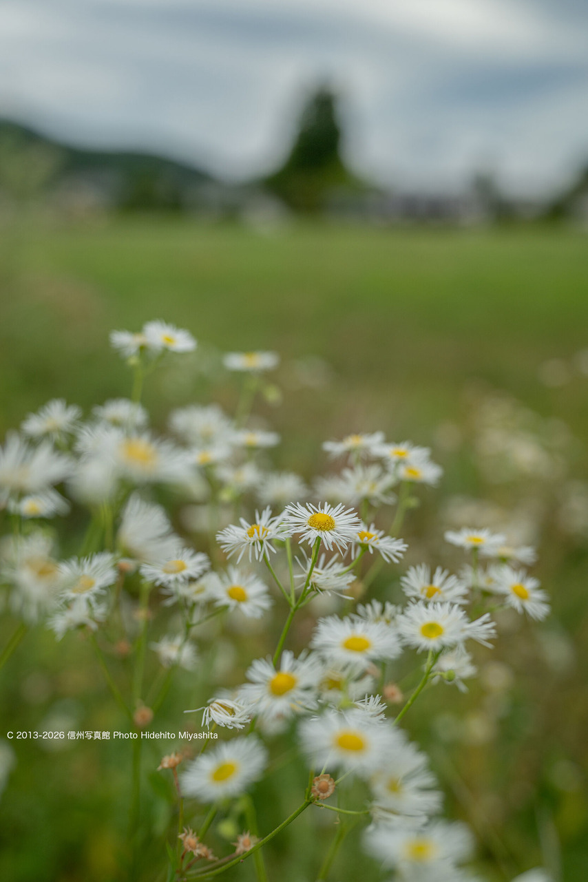 20260830-_DSC2525 のコピー