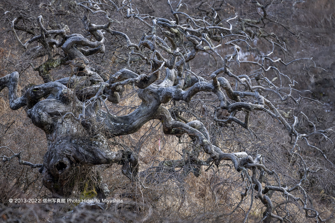 ねじれて_20220320-_DSC9121