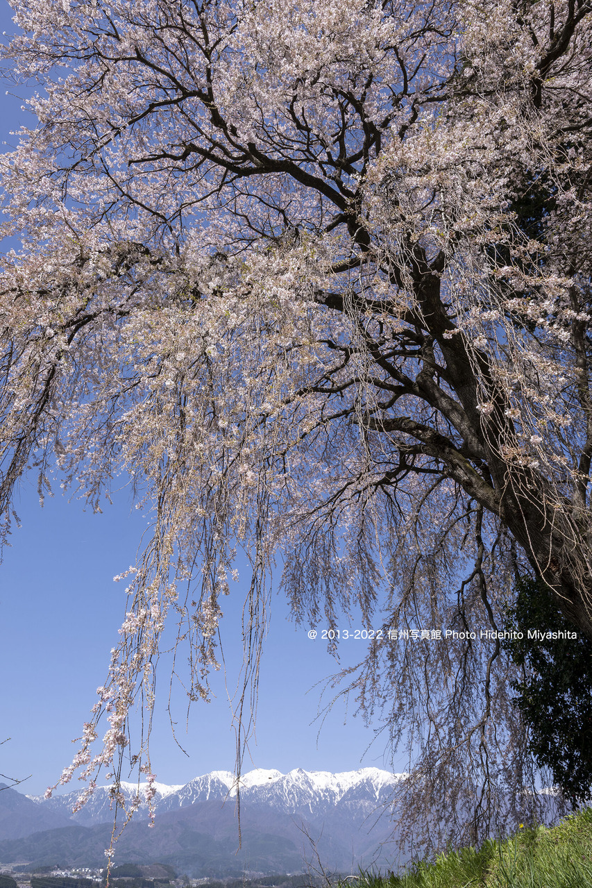 吉瀬のしだれ桜と中央アルプス_20220410-DSC_9734