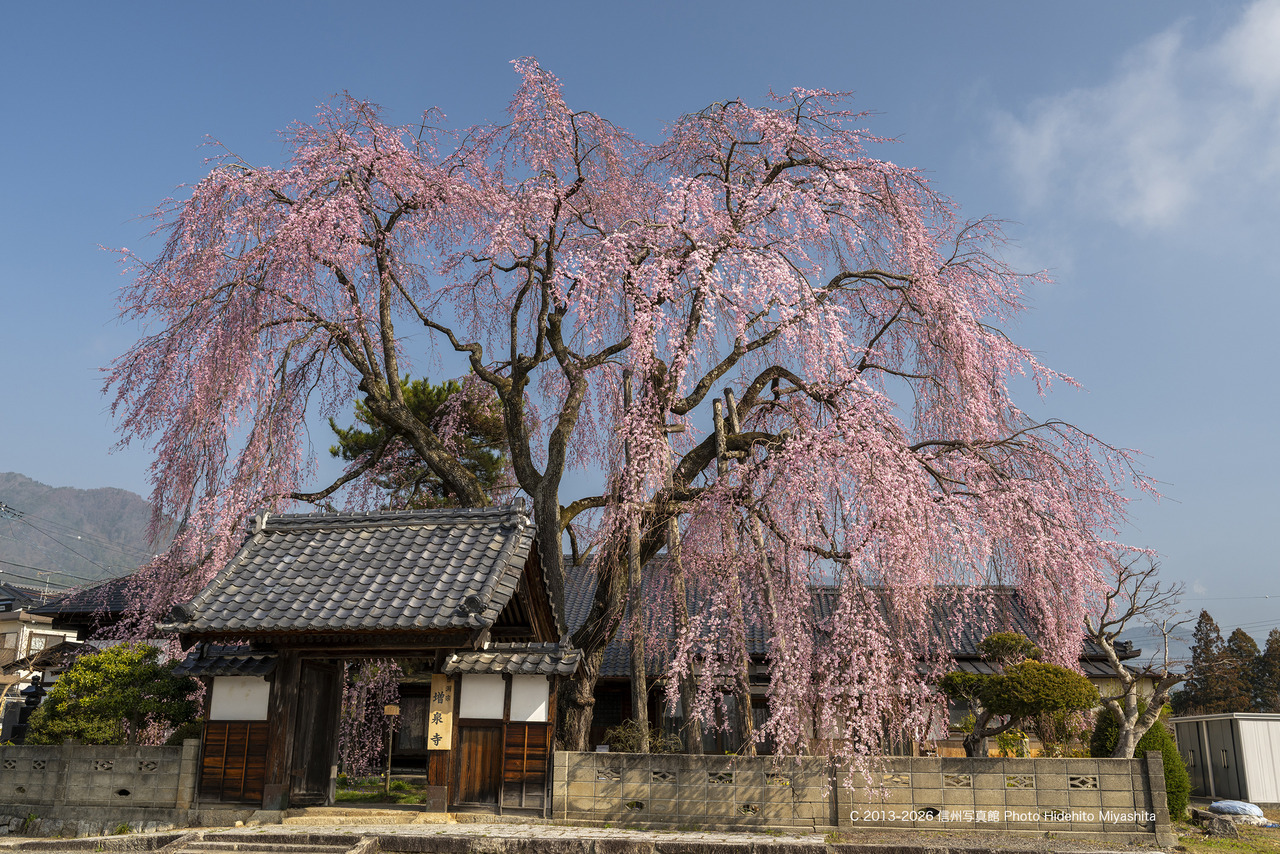 20260328-_DSC5233 のコピー