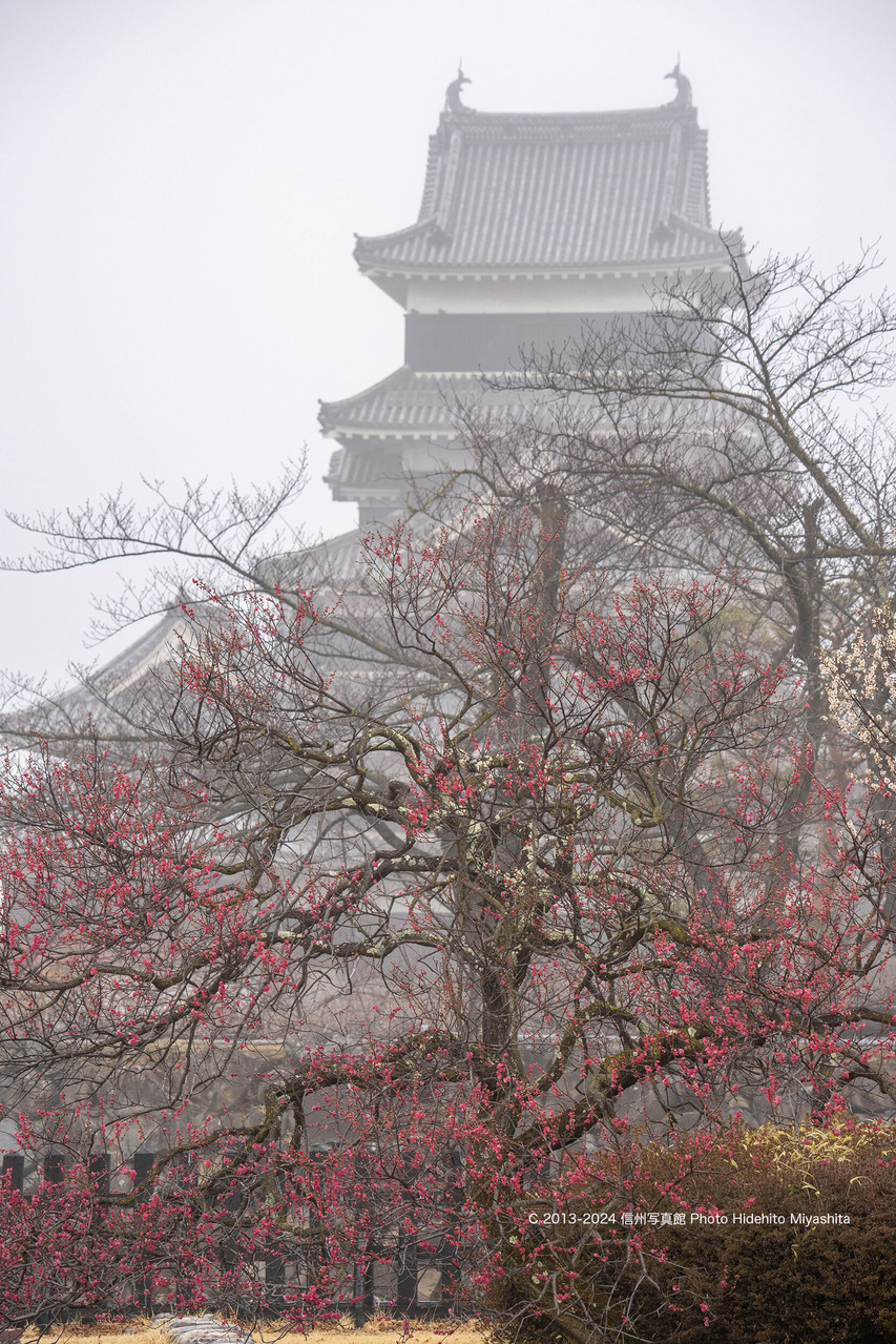 20240324-_DSC8781 のコピー