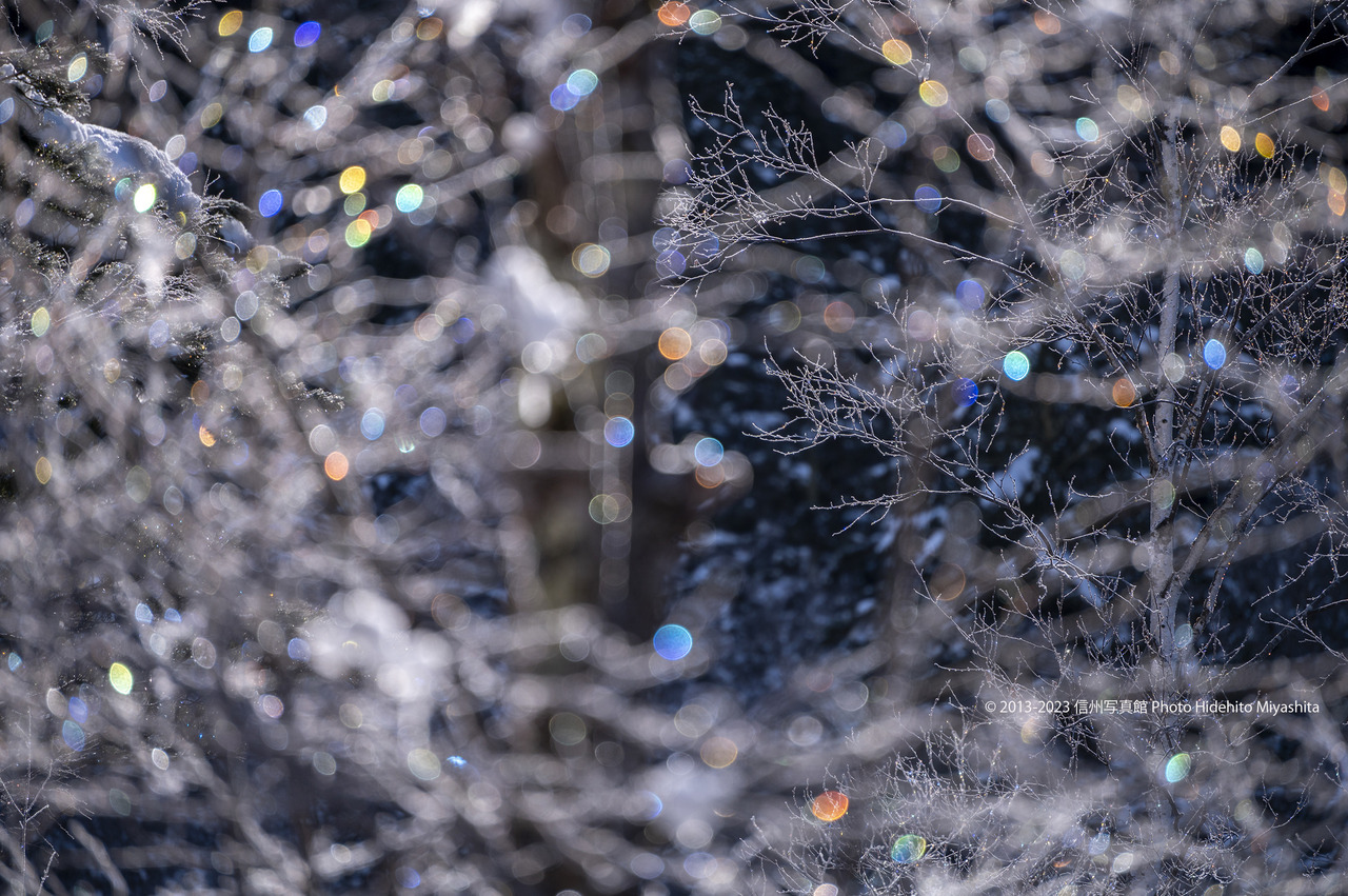 キラキラ_20230319-DSC_1380
