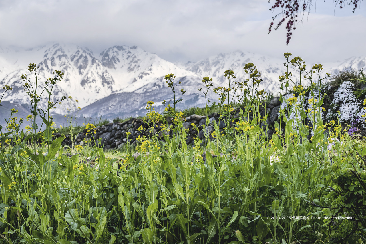 20250505-_DSC6036 のコピー