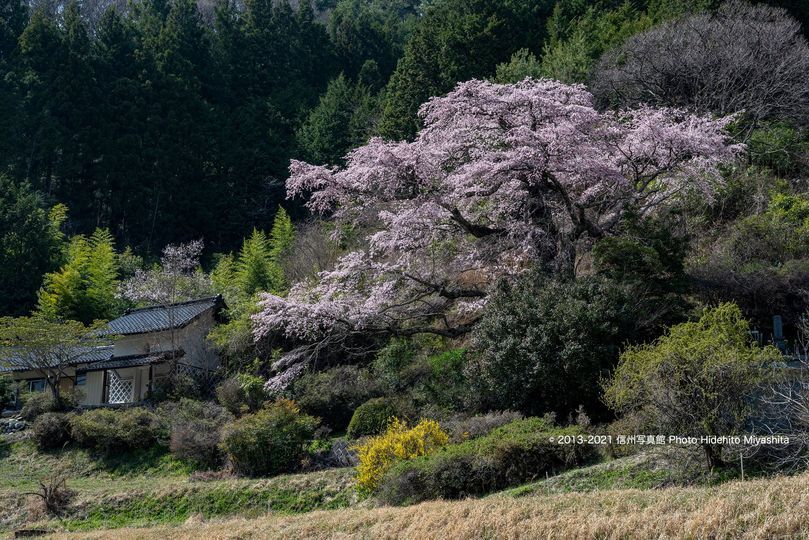 西丸尾の桜