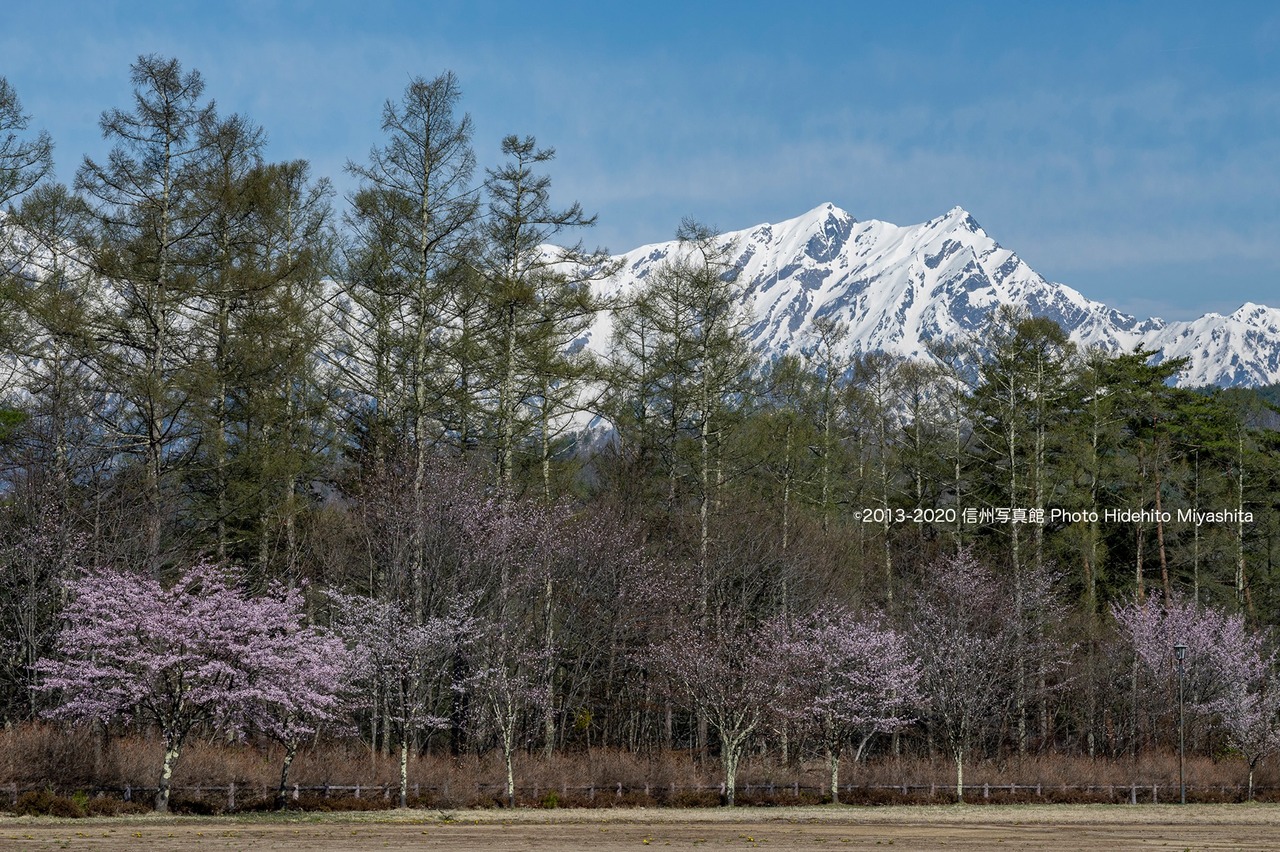 桜と鹿島槍ヶ岳その2