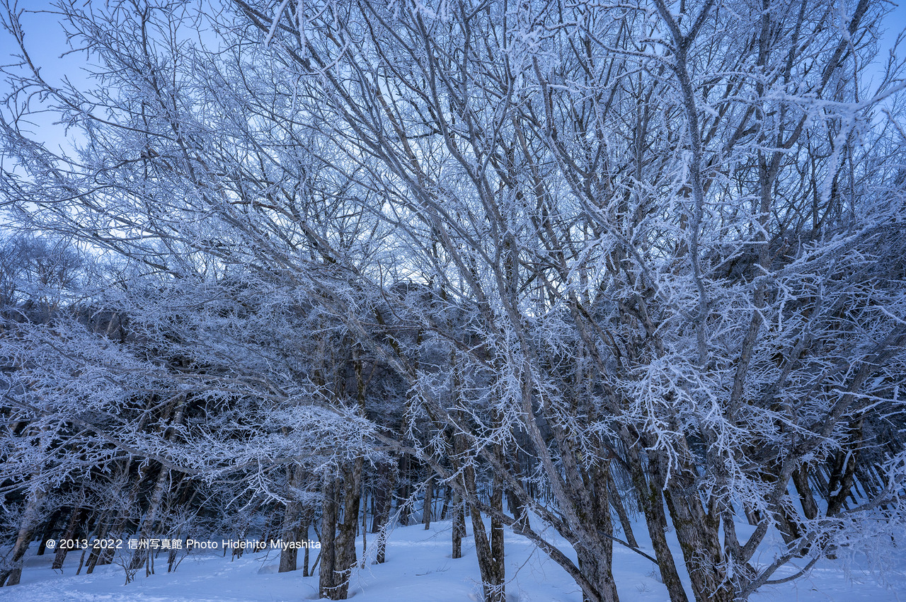 霧氷の樹々_20220226-_DSC5901