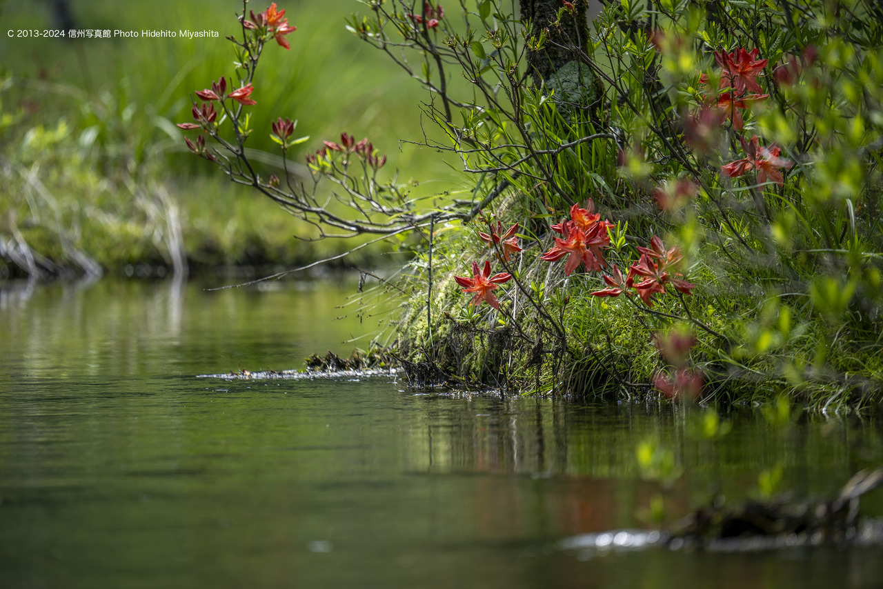 20240608-_DSC4528 のコピー