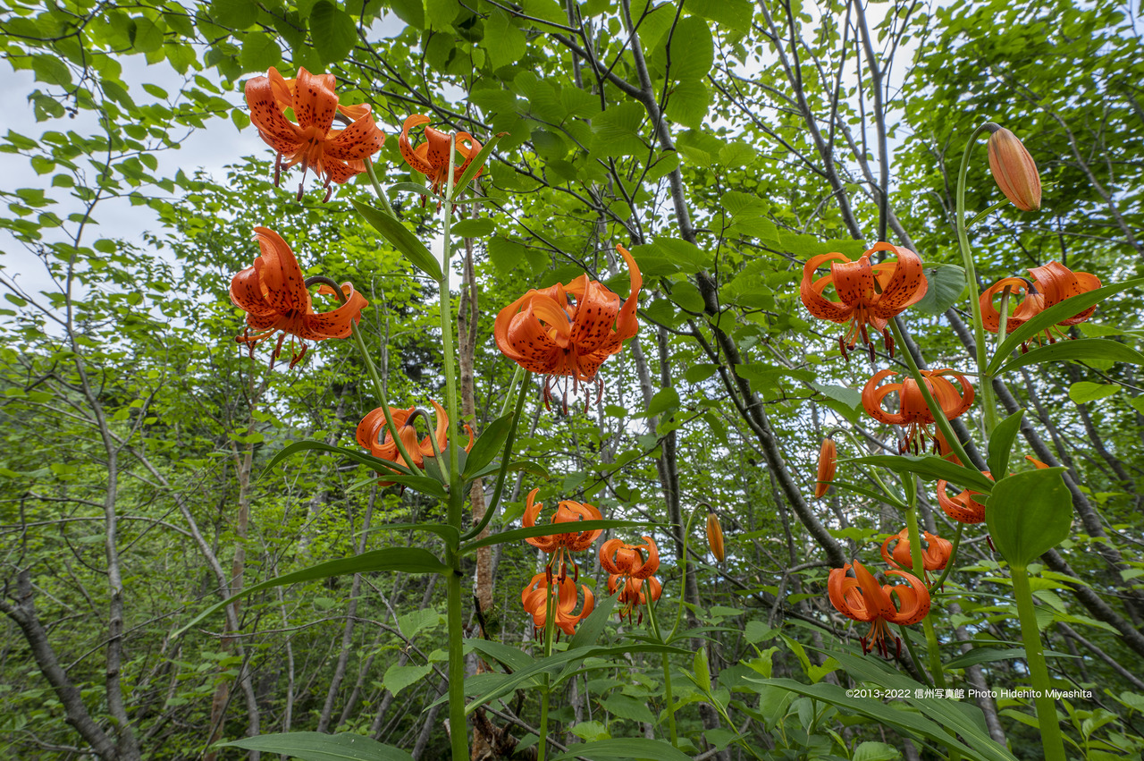 クルマユリ_20220709-_DSC0177