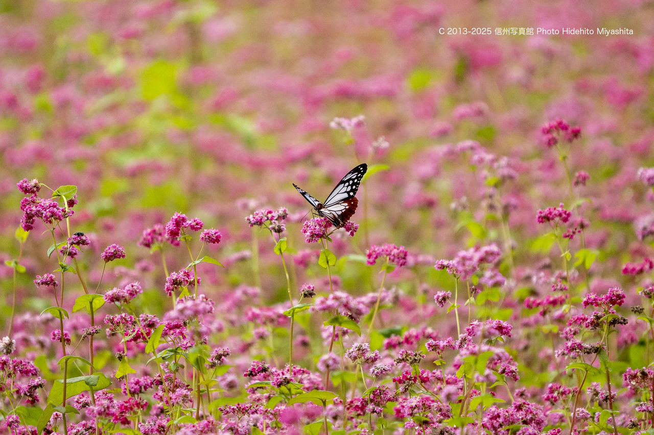 20251005-_DSC6923 のコピー