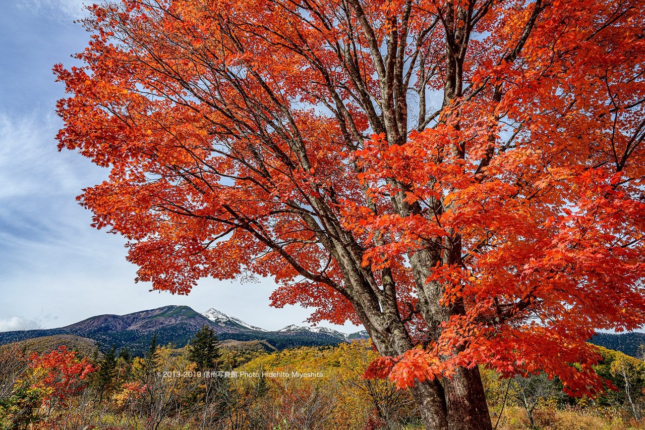 紅く燃える大カエデ
