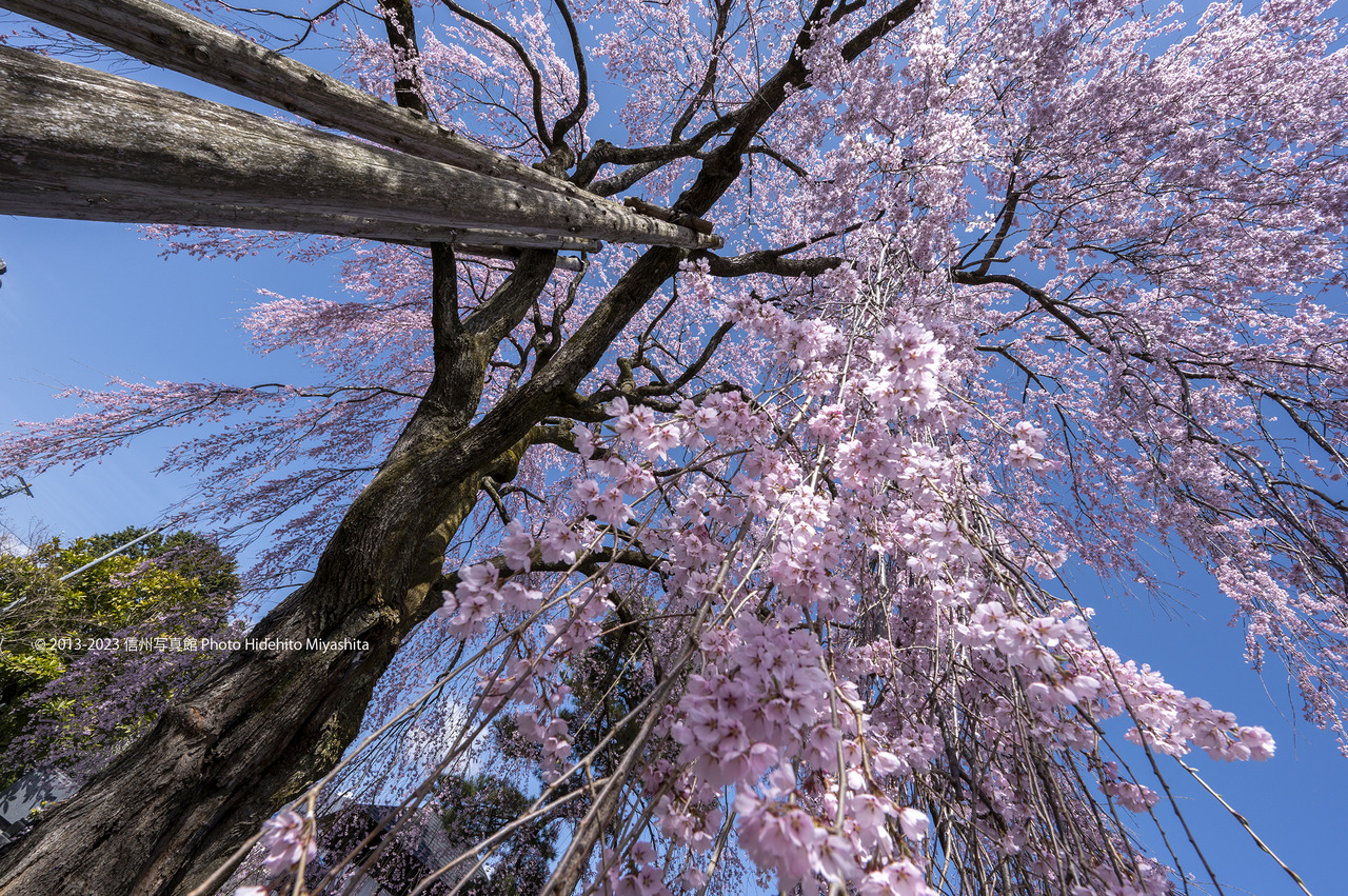 桜降る20230328-_DSC0023