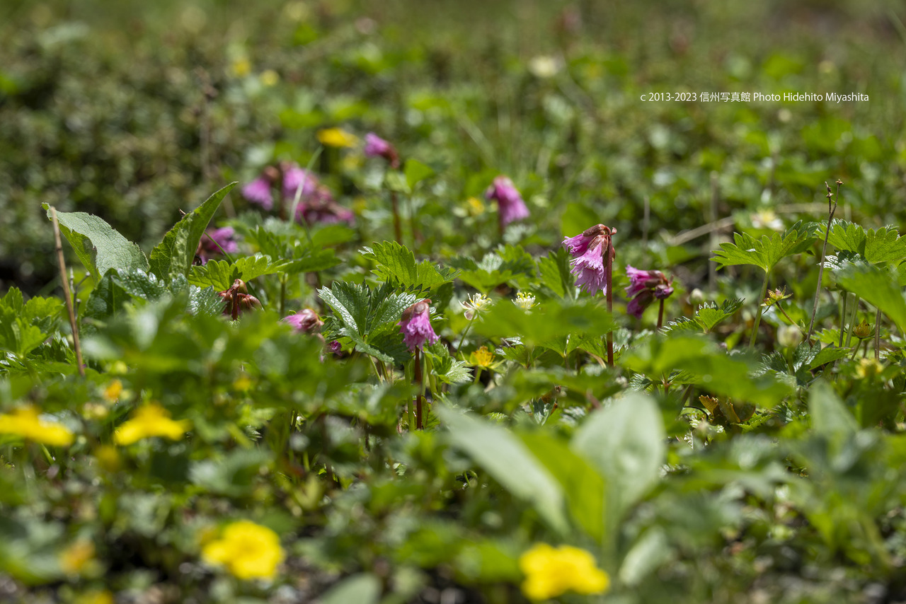 コイワカガミ_20230717-DSC_6273
