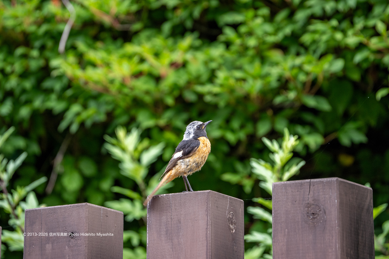 20260705-_DSC5811 ジョウビタキのコピー
