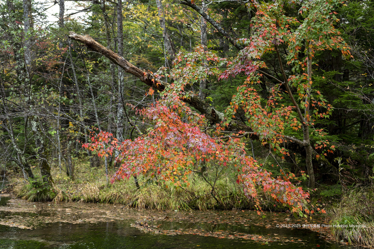 20251012-_DSC3855 のコピー