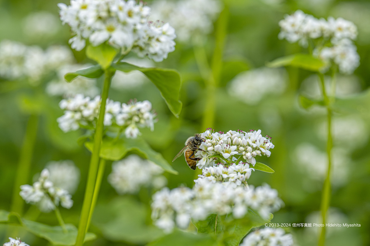 20240601-_DSC3980-強化-NR のコピー