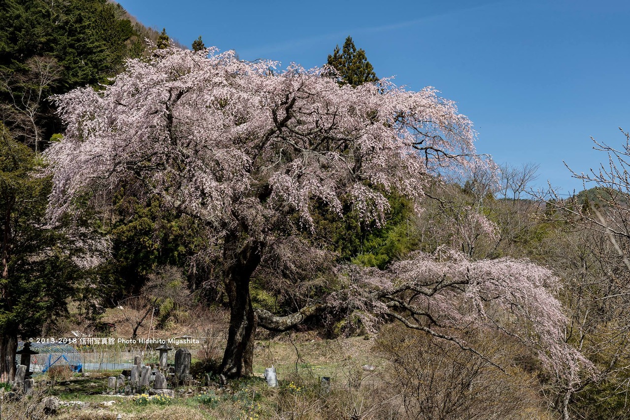 黒船桜