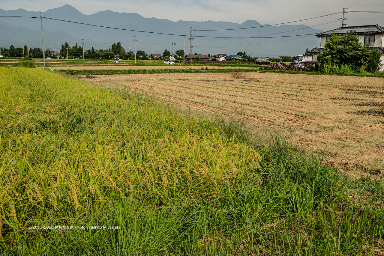 20260826-_DSC2494 のコピー