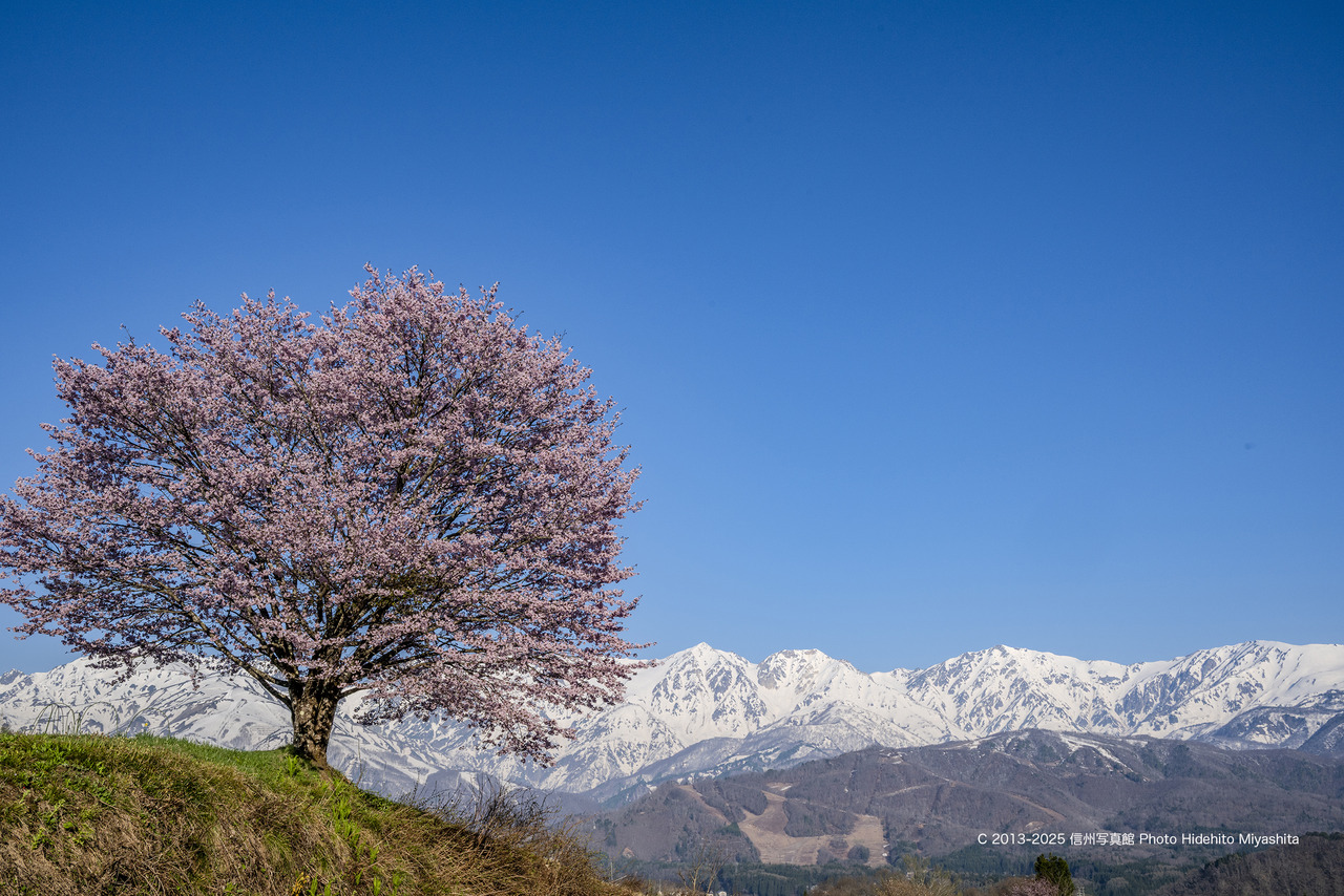 20250426-DSC_4456 のコピー