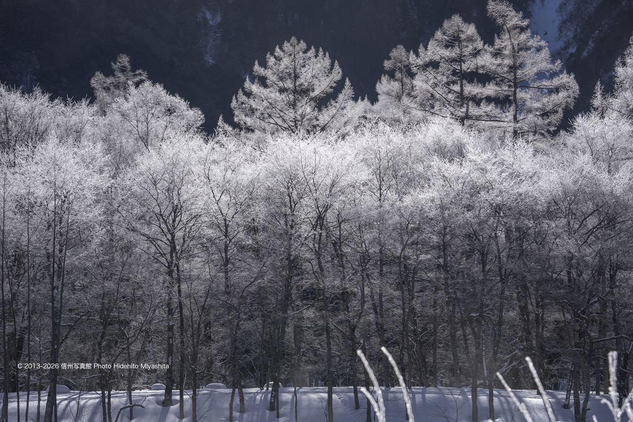 20260214-_DSC9939 のコピー