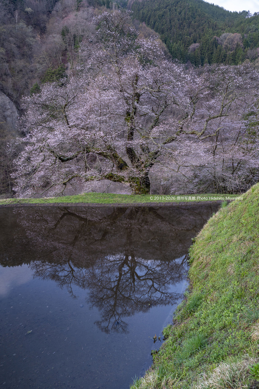 20260411-_DSC7882 のコピー