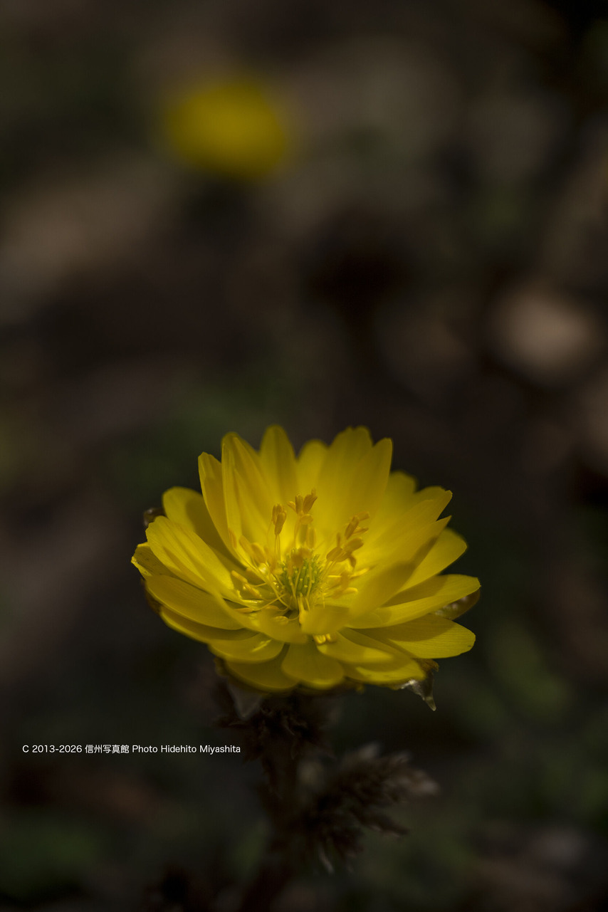 20260228-_DSC0169 のコピー