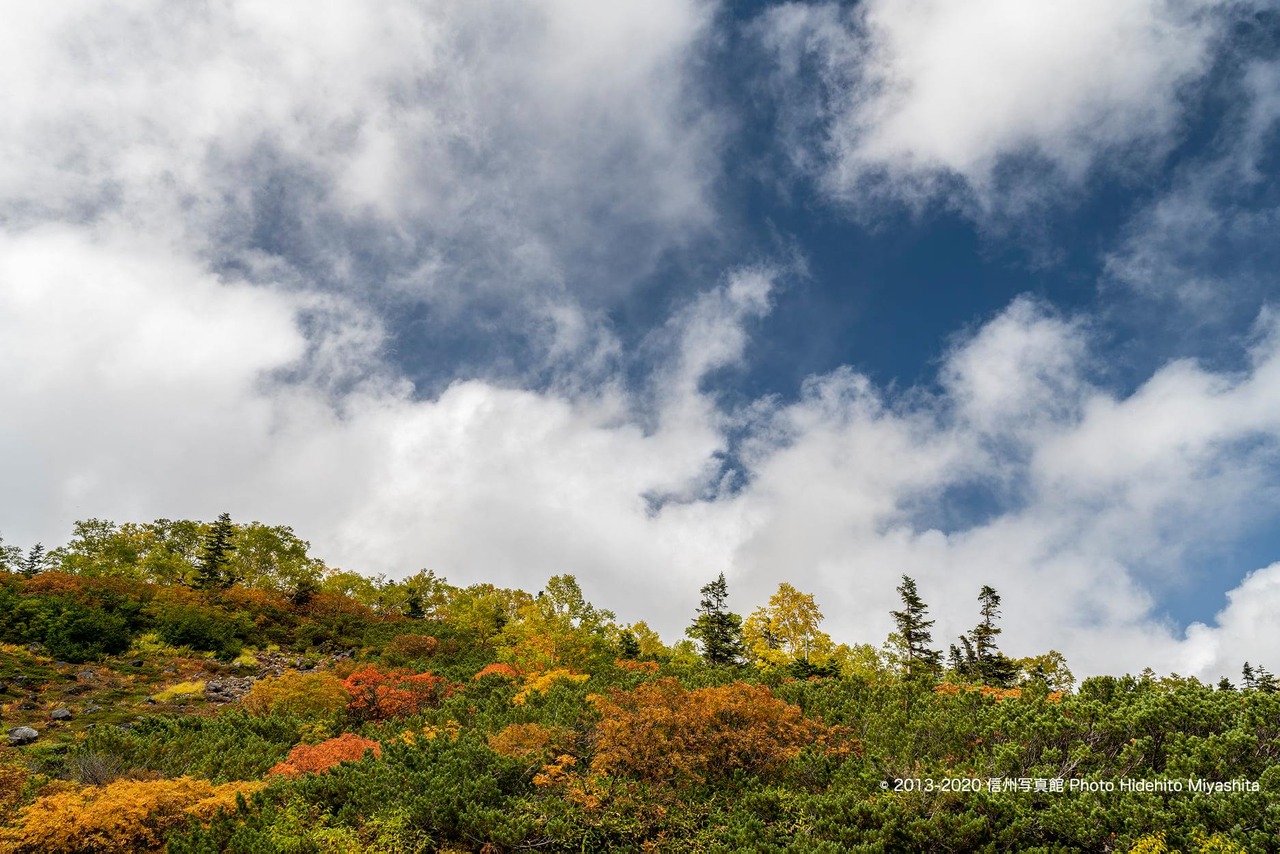 天空の紅葉