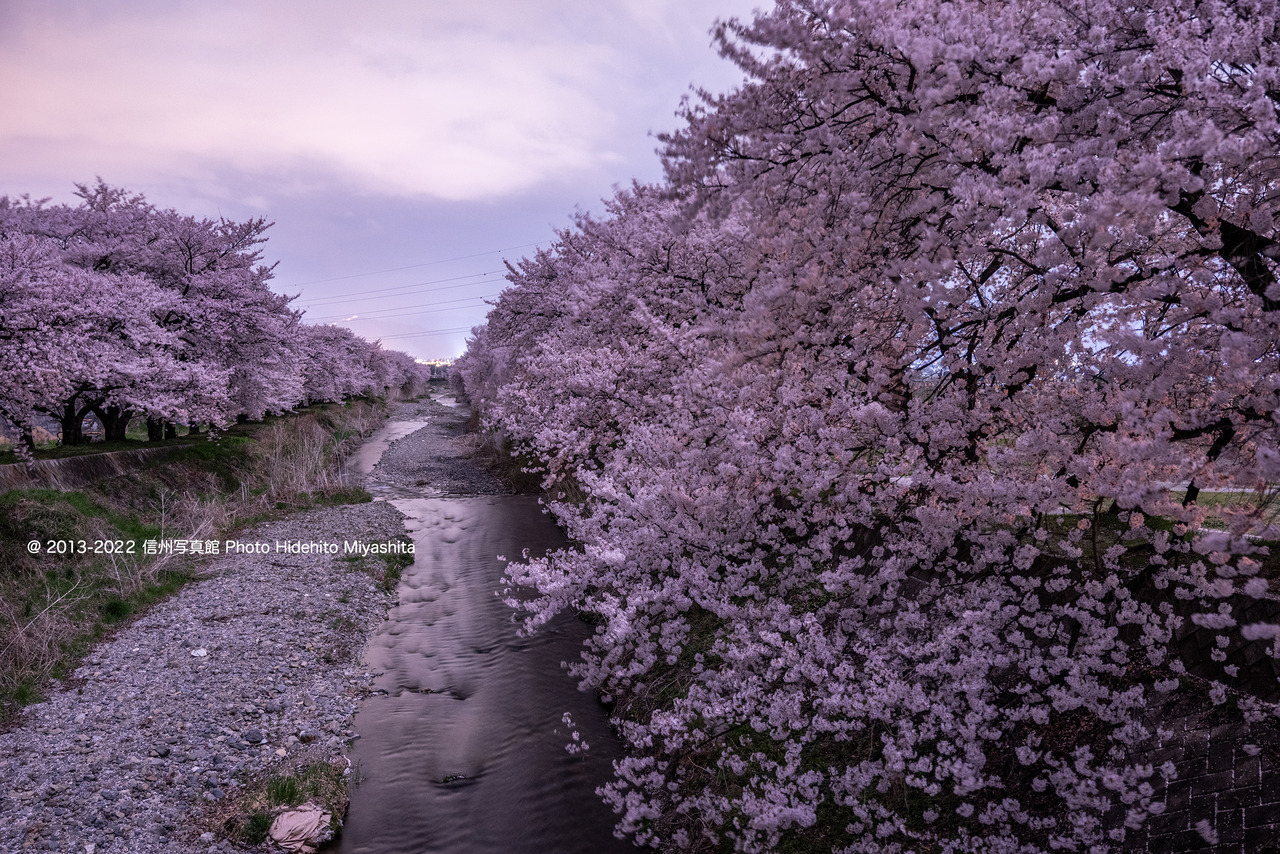 黒沢川の桜_20220413-DSC_0968