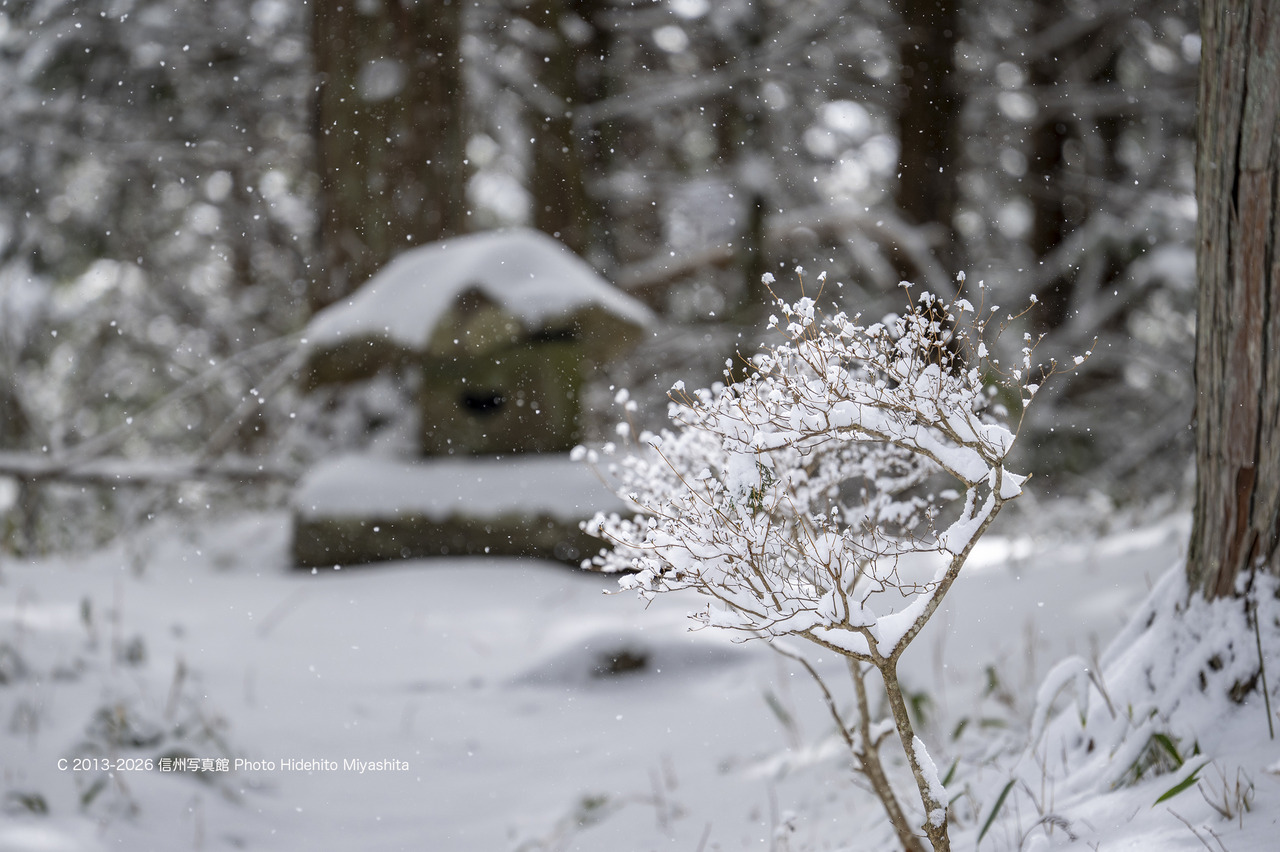 20260125-_DSC8093 のコピー