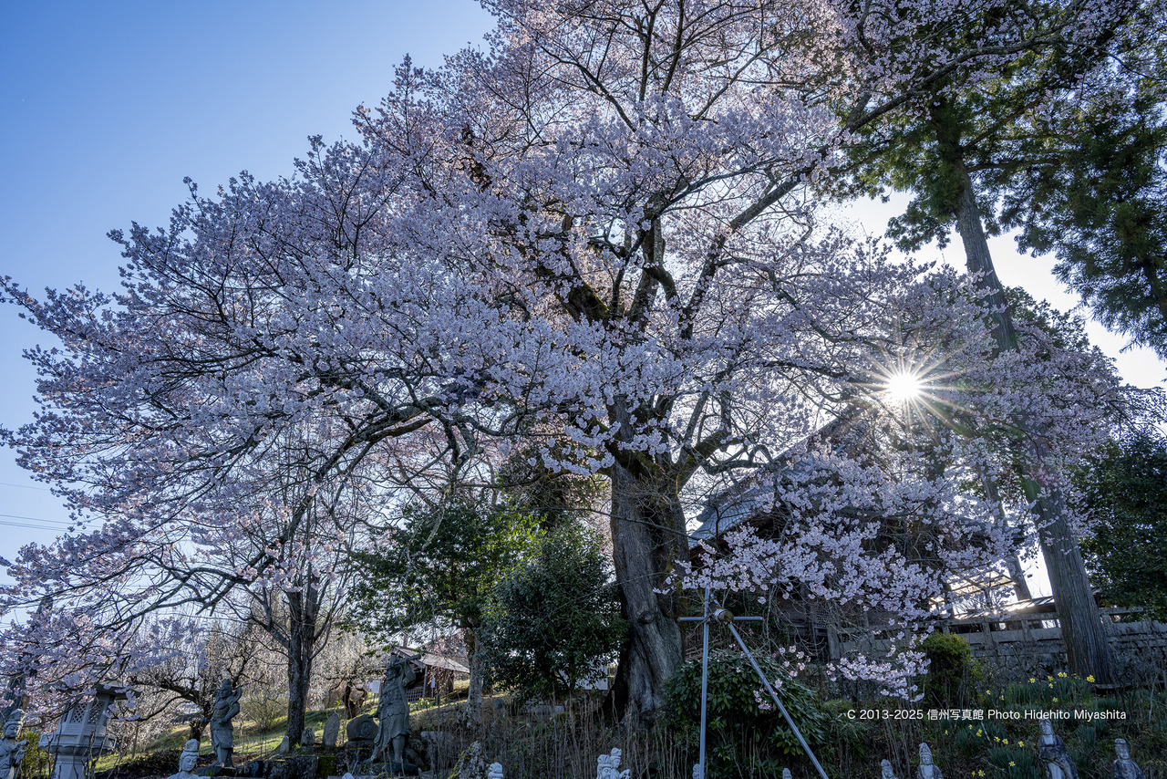 20250404-DSC_9816 のコピー