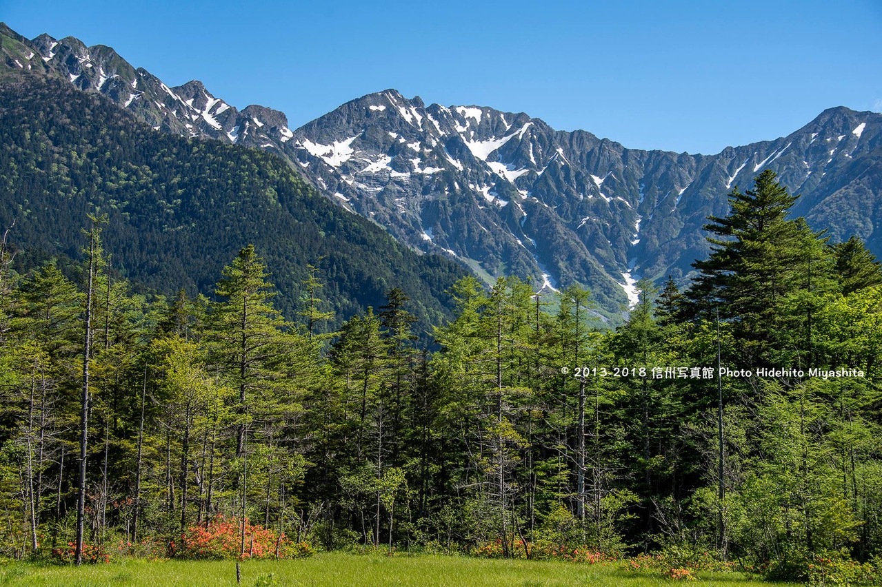 ツツジ咲く田代湿原