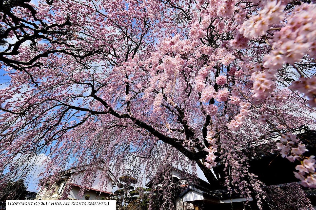 紅色の桜