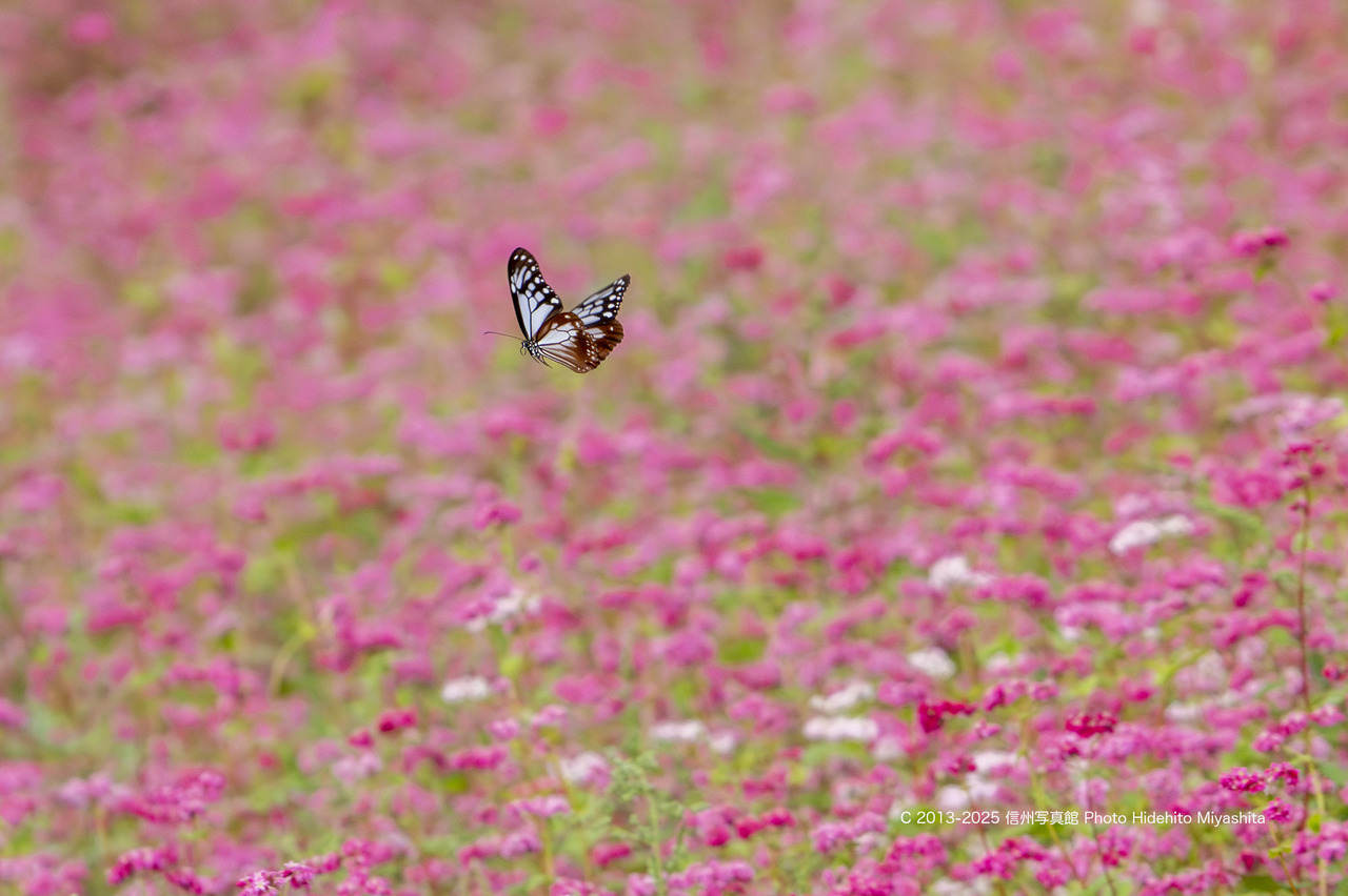 20251005-_DSC7404 のコピー