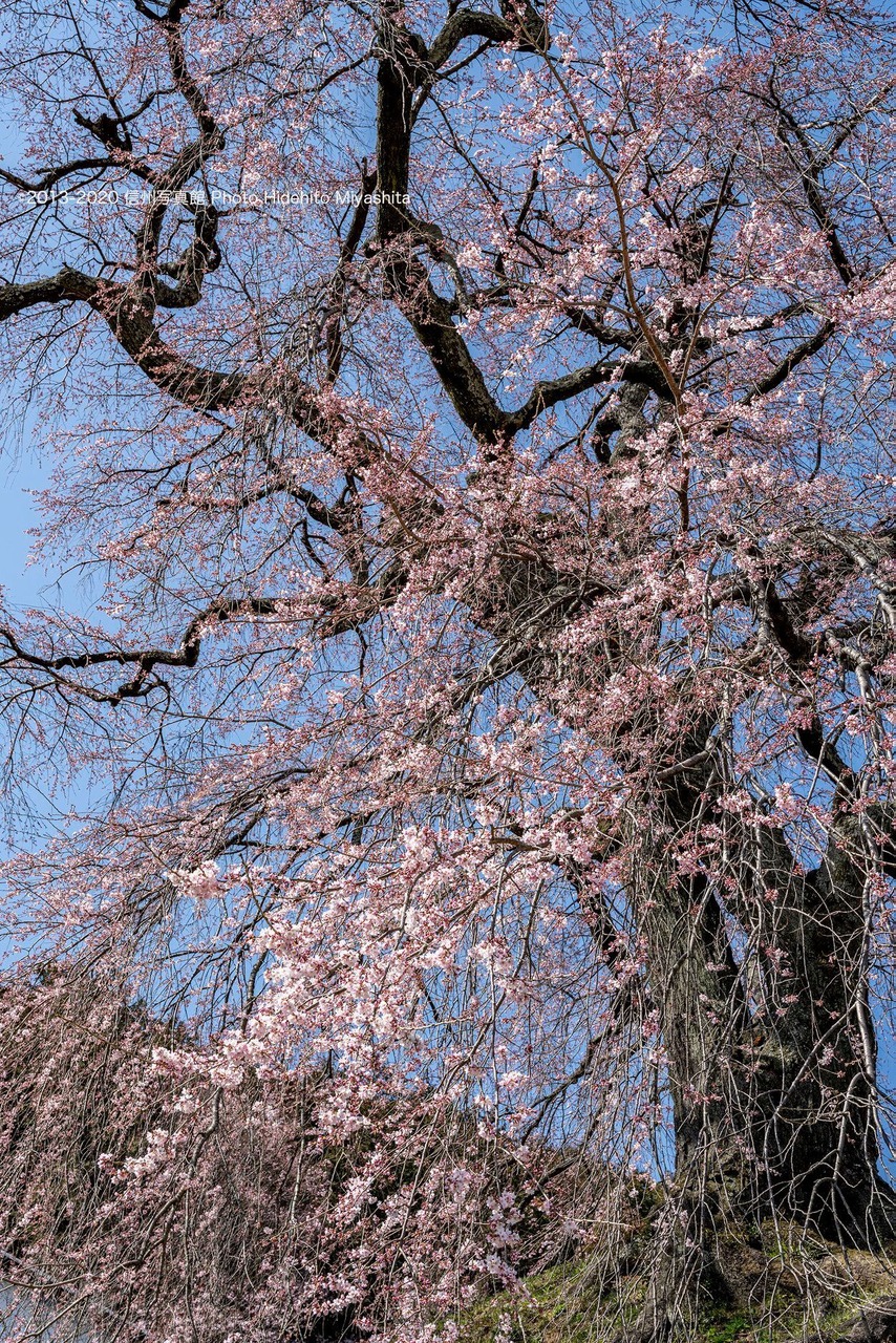 石塚桜