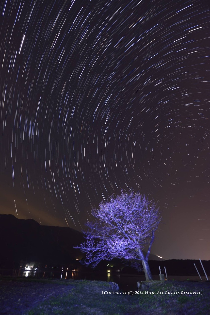 深夜の一本桜