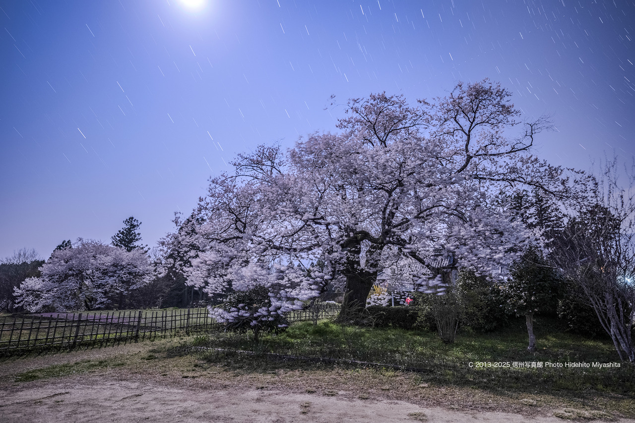 20250408-20250408-DSC_0305 のコピー のコピー