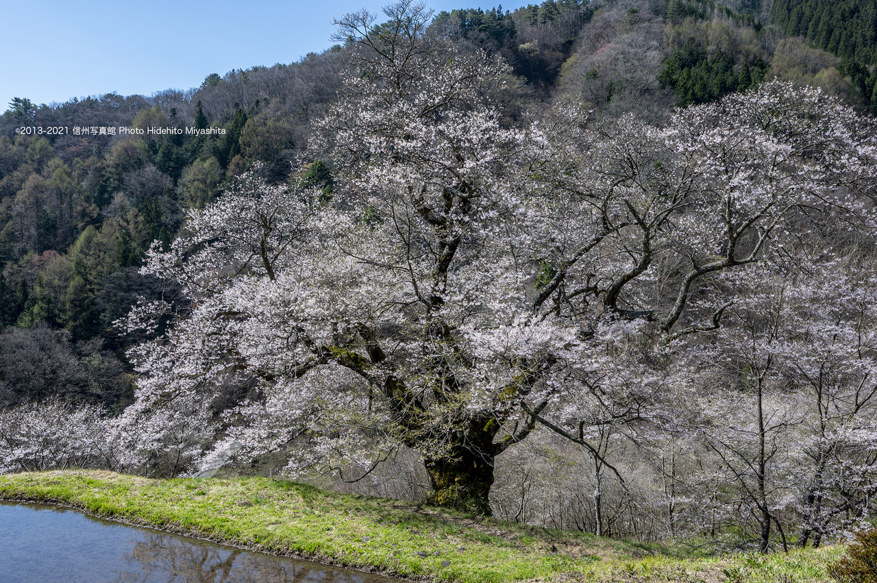 駒つなぎの桜_20210409-_DSC5558