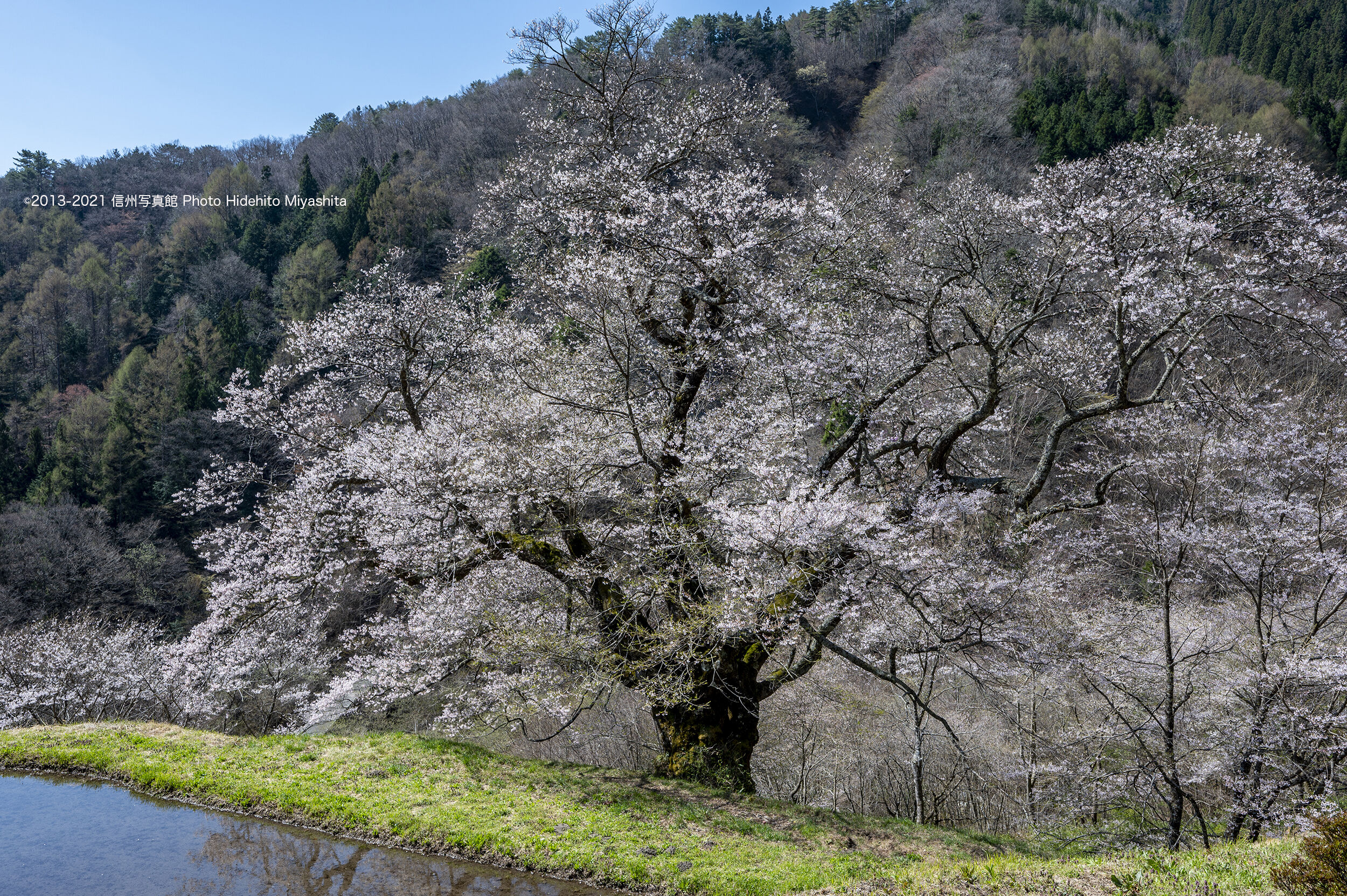 信州写真館 駒つなぎの桜 信州写真館 駒つなぎの桜