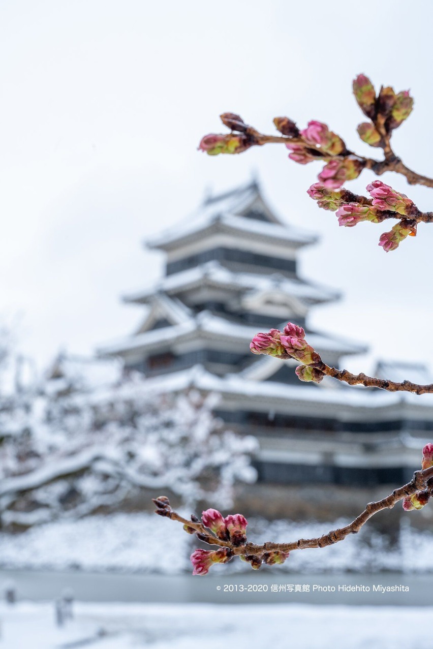 間もなく開花