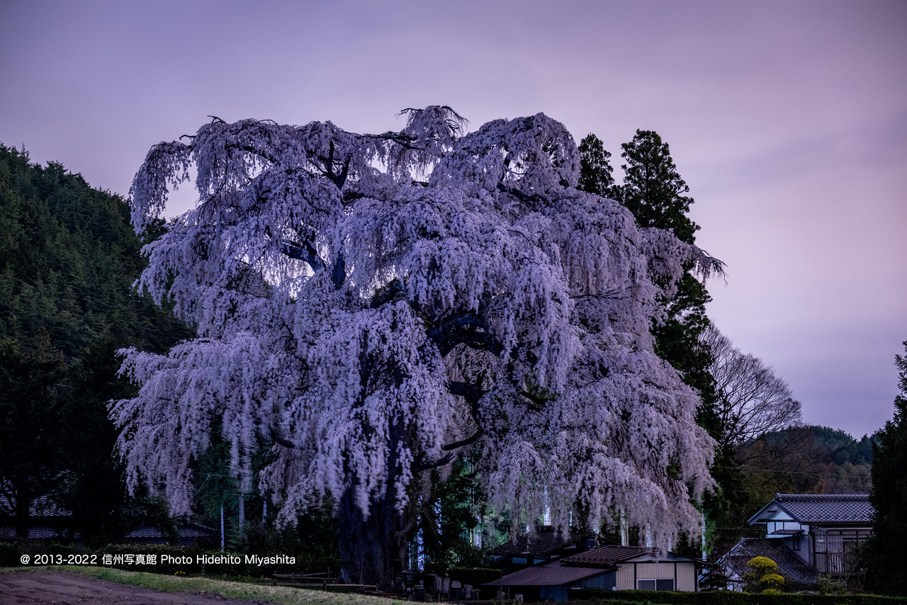 北小倉のしだれ桜_20220413-DSC_0983