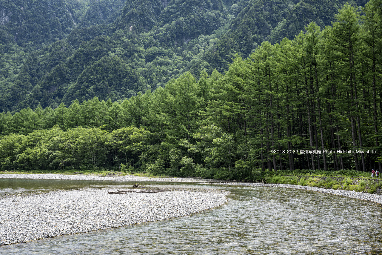夏色の落葉松20220716-_DSC2595