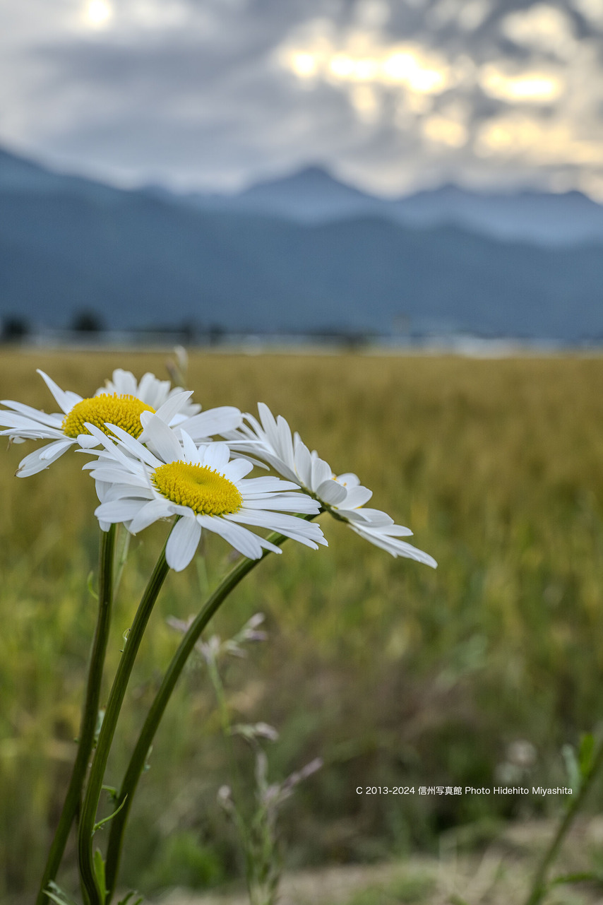 20240530-_DSC4313-強化-NR のコピー