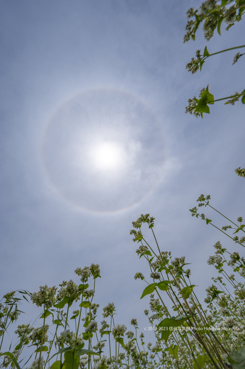 20230618-_DSC8330 のコピー