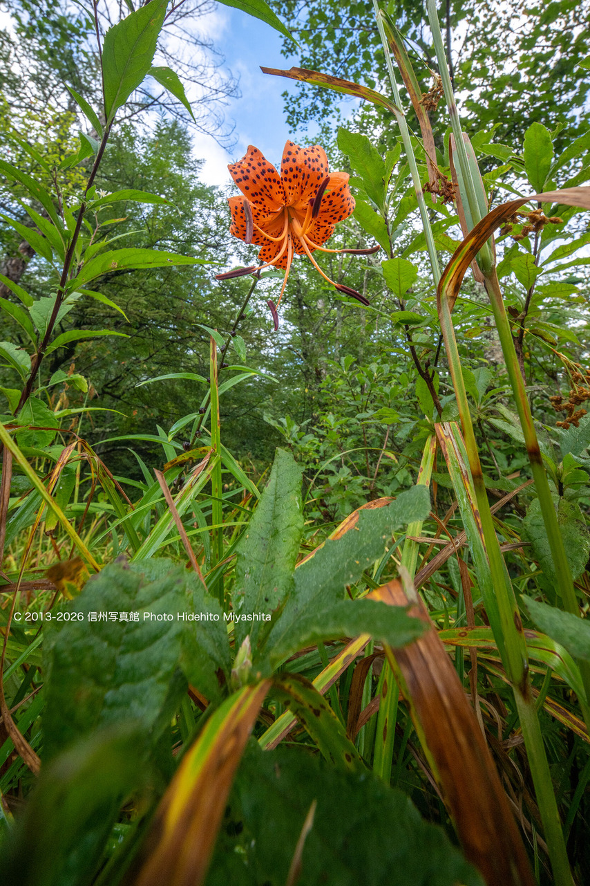 20260905-_DSC9488 のコピー