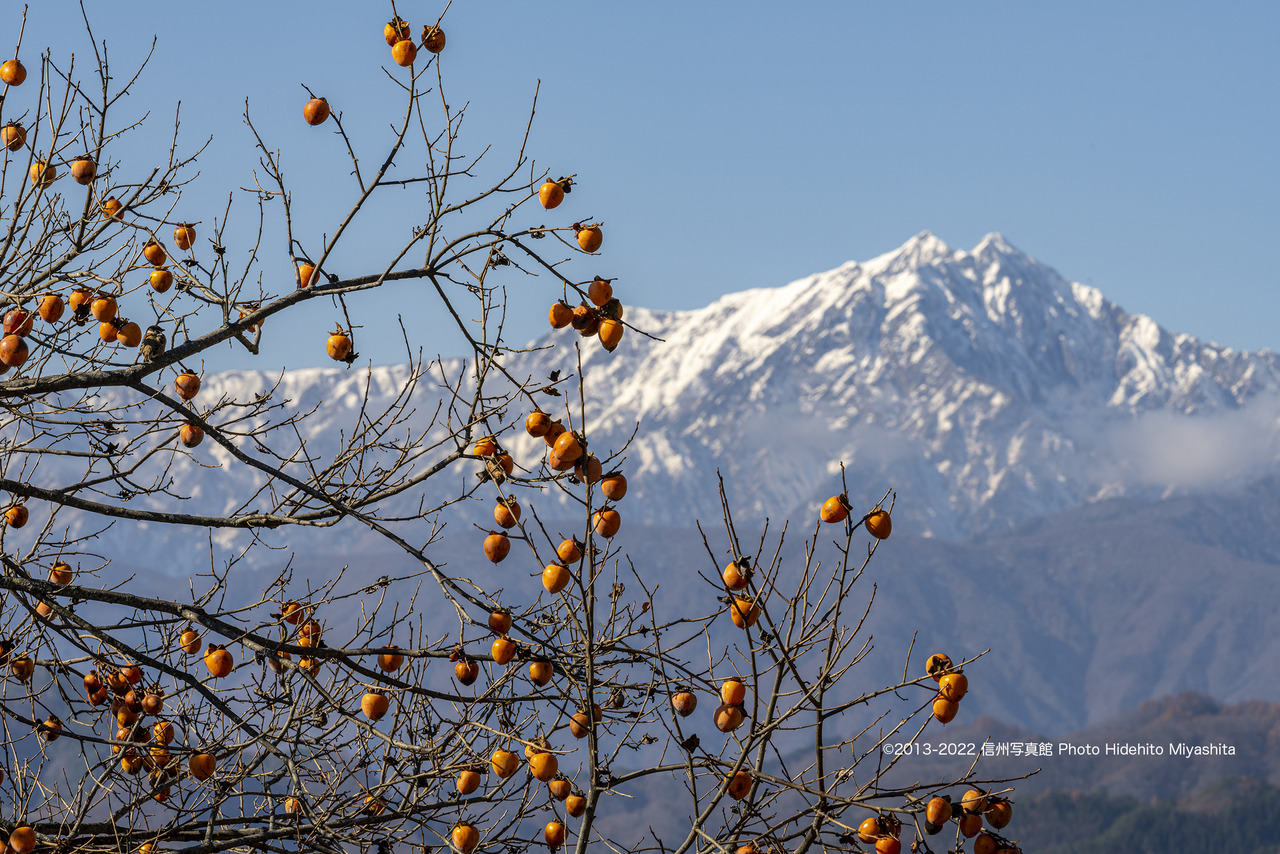 柿と鹿島槍ヶ岳_20221118-_DSC2454