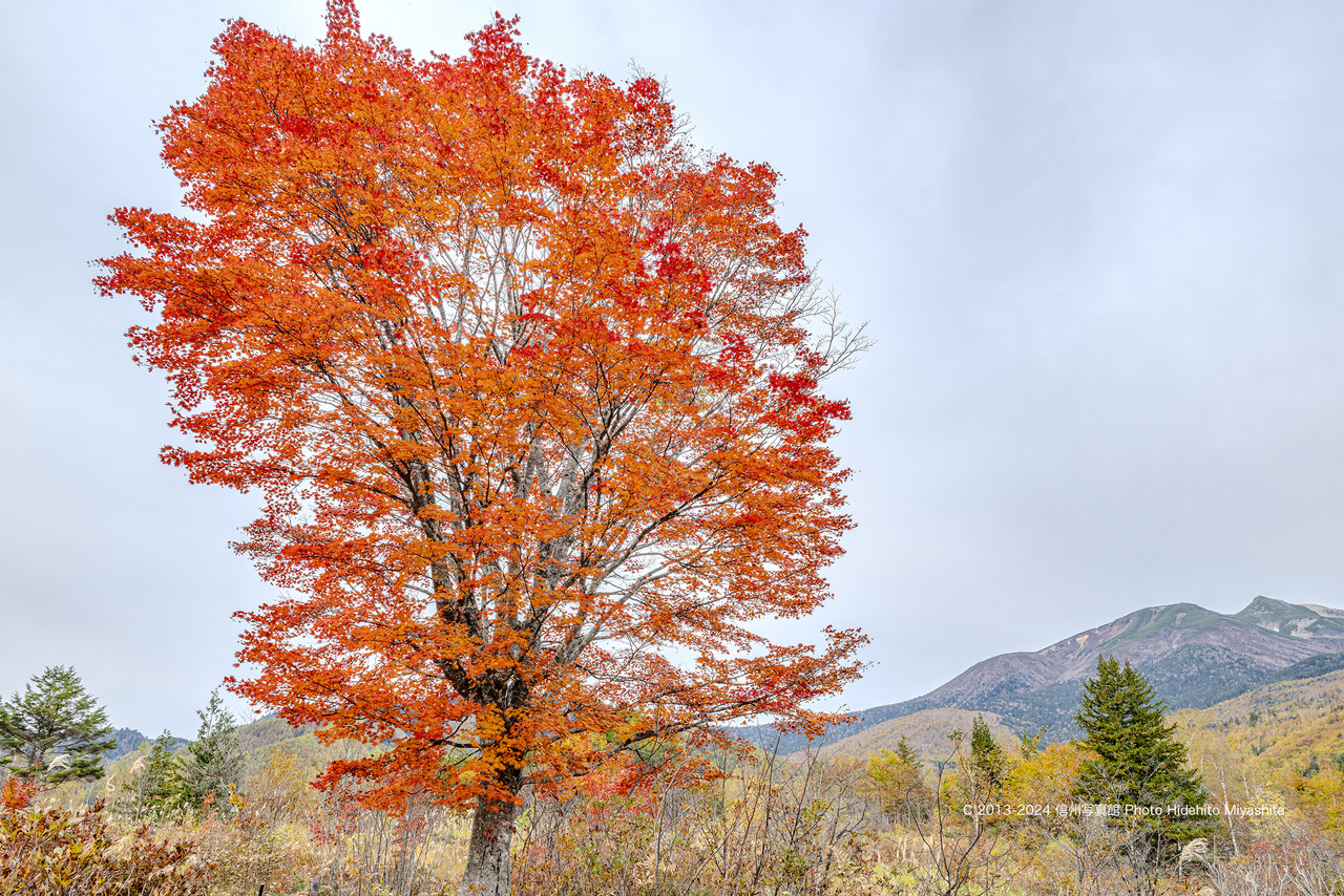 20241026-_DSC5199 のコピー