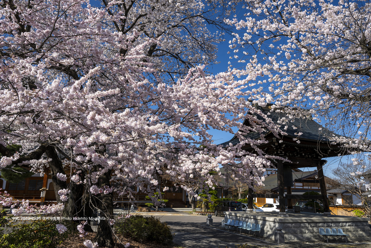 20260408-_DSC6810 のコピー