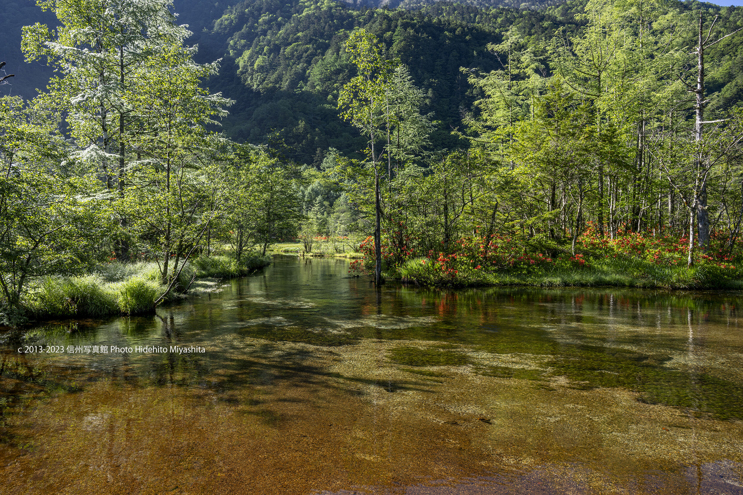 つつじ咲く田代池 : 信州写真館